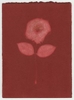 Rose Red Rose Black.  Gum Bichromate from the Series, In My Courtyard.  ag_0000_4296 Color Rights Managed Image Copyright © 2023 Ann Giordano All Rights Reserved 