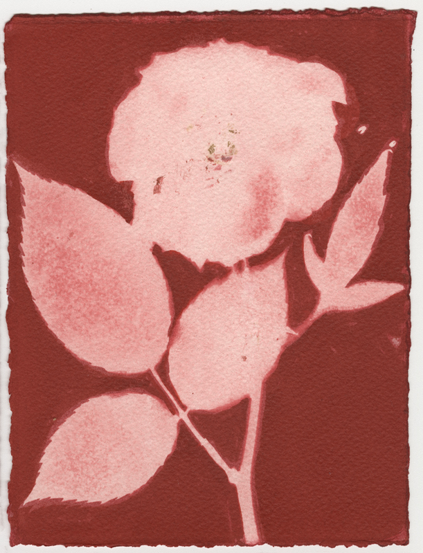 Rose Red Rose Black.  Gum Bichromate from the Series, In My Courtyard.  ag_0000_4306 Color Rights Managed Image Copyright © 2023 Ann Giordano All Rights Reserved 