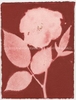 Rose Red Rose Black.  Gum Bichromate from the Series, In My Courtyard.  ag_0000_4306 Color Rights Managed Image Copyright © 2023 Ann Giordano All Rights Reserved 