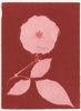 Rose Red Rose Black.  Gum Bichromate from the Series, In My Courtyard.  ag_0000_4307 Color Rights Managed Image Copyright © 2023 Ann Giordano All Rights Reserved 