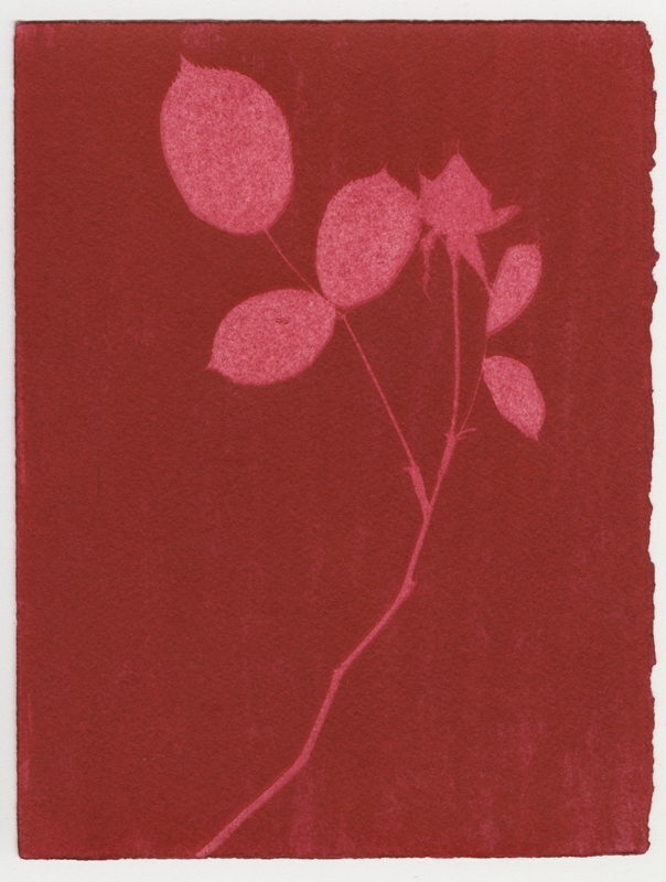 Rose Red Rose Black.  Gum Bichromate from the Series, In My Courtyard.  ag_0000_4308 Color Rights Managed Image Copyright © 2023 Ann Giordano All Rights Reserved 