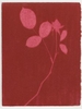 Rose Red Rose Black.  Gum Bichromate from the Series, In My Courtyard.  ag_0000_4308 Color Rights Managed Image Copyright © 2023 Ann Giordano All Rights Reserved 