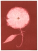 Rose Red Rose Black.  Gum Bichromate from the Series, In My Courtyard.  ag_0000_4309 Color Rights Managed Image Copyright © 2023 Ann Giordano All Rights Reserved 