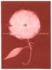 Rose Red Rose Black.  Gum Bichromate from the Series, In My Courtyard.  ag_0000_4309 Color Rights Managed Image Copyright © 2023 Ann Giordano All Rights Reserved 