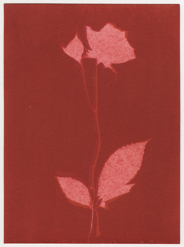 Rose Red Rose Black.  Gum Bichromate from the Series, In My Courtyard.  ag_0000_4310 Color Rights Managed Image Copyright © 2023 Ann Giordano All Rights Reserved 