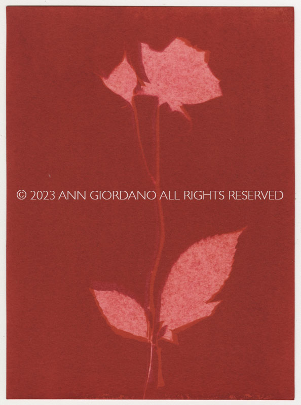 Rose Red Rose Black.  Gum Bichromate from the Series, In My Courtyard.  ag_0000_4310 Color Rights Managed Image Copyright © 2023 Ann Giordano All Rights Reserved 