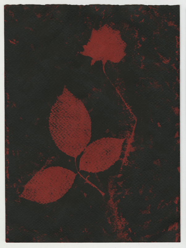 Rose Red Rose Black.  Gum Bichromate from the Series, In My Courtyard.  ag_0000_4313 Color Rights Managed Image Copyright © 2023 Ann Giordano All Rights Reserved 