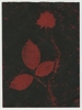 Rose Red Rose Black.  Gum Bichromate from the Series, In My Courtyard.  ag_0000_4313 Color Rights Managed Image Copyright © 2023 Ann Giordano All Rights Reserved 