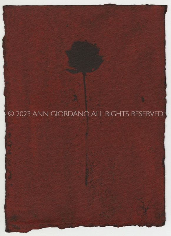 Rose Red Rose Black.  Gum Bichromate from the Series, In My Courtyard.  ag_0000_4315 Color Rights Managed Image Copyright © 2023 Ann Giordano All Rights Reserved 