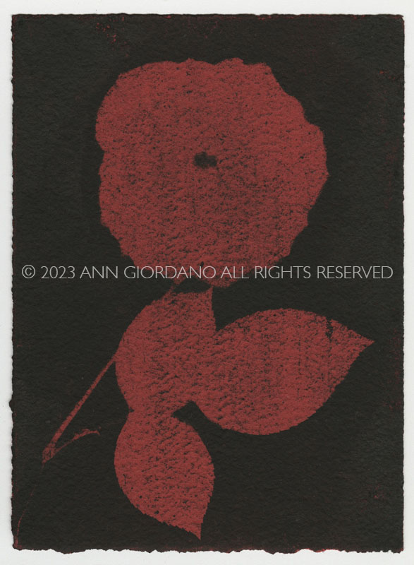 Rose Red Rose Black.  Gum Bichromate from the Series, In My Courtyard.  ag_0000_4316  Color Rights Managed Image Copyright © 2023 Ann Giordano All Rights Reserved 