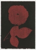 Rose Red Rose Black.  Gum Bichromate from the Series, In My Courtyard.  ag_0000_4316  Color Rights Managed Image Copyright © 2023 Ann Giordano All Rights Reserved 