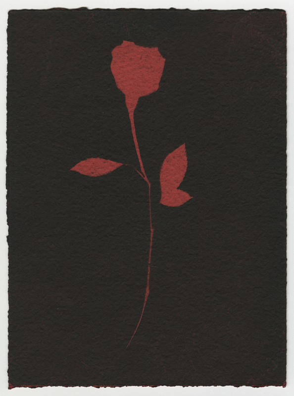 Rose Red Rose Black.  Gum Bichromate from the Series, In My Courtyard.  ag_0000_4317 Color Rights Managed Image Copyright © 2023 Ann Giordano All Rights Reserved 