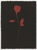 Rose Red Rose Black.  Gum Bichromate from the Series, In My Courtyard.  ag_0000_4317 Color Rights Managed Image Copyright © 2023 Ann Giordano All Rights Reserved 