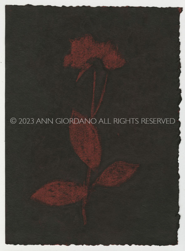 Rose Red Rose Black.  Gum Bichromate from the Series, In My Courtyard.  ag_0000_4318 Color Rights Managed Image Copyright © 2023 Ann Giordano All Rights Reserved 