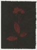 Rose Red Rose Black.  Gum Bichromate from the Series, In My Courtyard.  ag_0000_4318 Color Rights Managed Image Copyright © 2023 Ann Giordano All Rights Reserved 