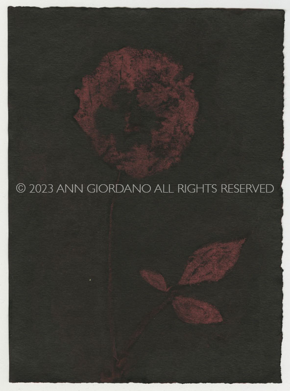 Rose Red Rose Black.  Gum Bichromate from the Series, In My Courtyard.  ag_0000_4319 Color Rights Managed Image Copyright © 2023 Ann Giordano All Rights Reserved 