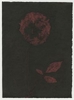 Rose Red Rose Black.  Gum Bichromate from the Series, In My Courtyard.  ag_0000_4319 Color Rights Managed Image Copyright © 2023 Ann Giordano All Rights Reserved 