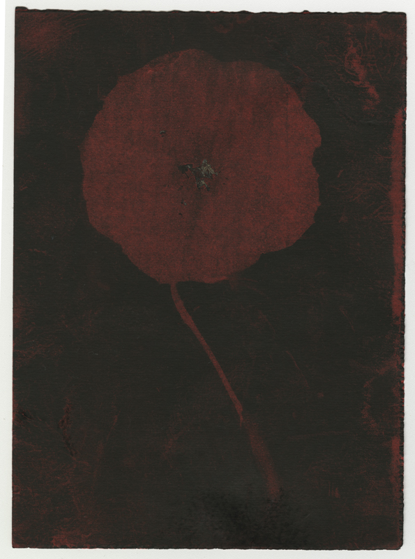 Rose Red Rose Black.  Gum Bichromate from the Series, In My Courtyard.  ag_0000_4320 Color Rights Managed Image Copyright © 2023 Ann Giordano All Rights Reserved 