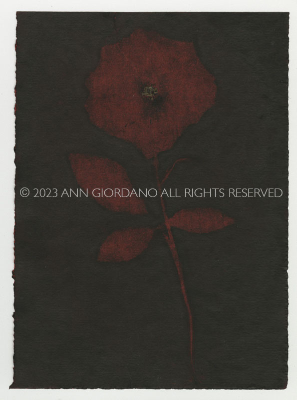 Rose Red Rose Black.  Gum Bichromate from the Series, In My Courtyard.  ag_0000_4321 Color Rights Managed Image Copyright © 2023 Ann Giordano All Rights Reserved 