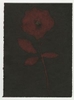 Rose Red Rose Black.  Gum Bichromate from the Series, In My Courtyard.  ag_0000_4321 Color Rights Managed Image Copyright © 2023 Ann Giordano All Rights Reserved 
