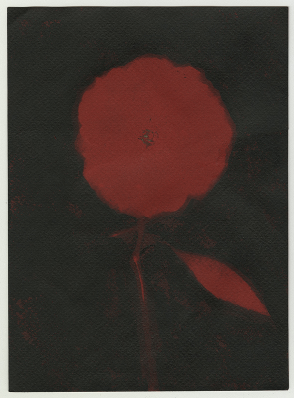 Rose Red Rose Black.  Gum Bichromate from the Series, In My Courtyard.  ag_0000_4322 Color Rights Managed Image Copyright © 2023 Ann Giordano All Rights Reserved 