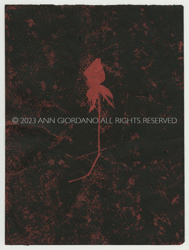 Rose Red Rose Black.  Gum Bichromate from the Series, In My Courtyard.  ag_0000_4323 Color Rights Managed Image Copyright © 2023 Ann Giordano All Rights Reserved 