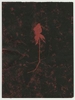 Rose Red Rose Black.  Gum Bichromate from the Series, In My Courtyard.  ag_0000_4323 Color Rights Managed Image Copyright © 2023 Ann Giordano All Rights Reserved 
