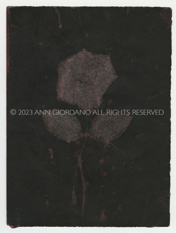 Rose Red Rose Black.  Gum Bichromate from the Series, In My Courtyard.  ag_0000_4325 Color Rights Managed Image Copyright © 2023 Ann Giordano All Rights Reserved 

