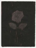 Rose Red Rose Black.  Gum Bichromate from the Series, In My Courtyard.  ag_0000_4325 Color Rights Managed Image Copyright © 2023 Ann Giordano All Rights Reserved 