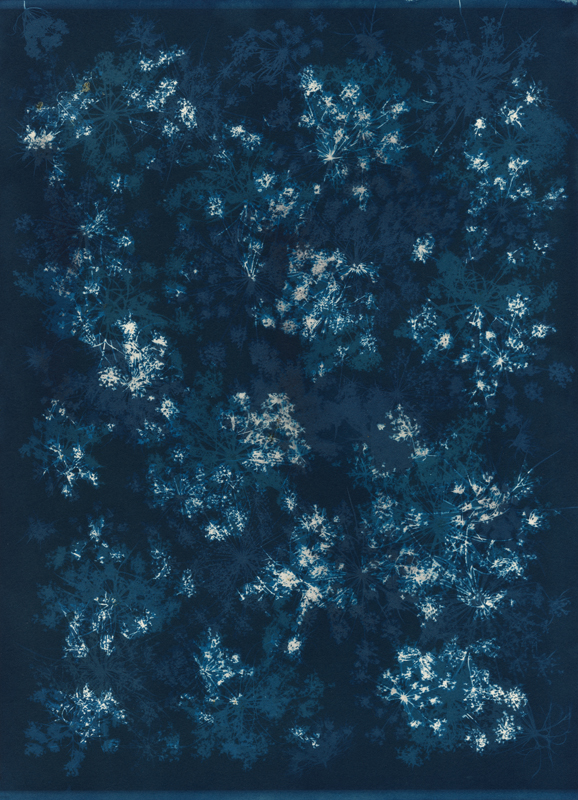 Queen Anne's Lace.  Cyanotype from the Series, In My Courtyard.  ag_0000_5278 Color Rights Managed Image Copyright © 2021 Ann Giordano All Rights Reserved 