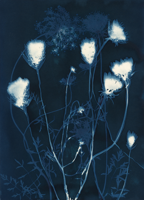 Queen Anne's Lace.  Cyanotype from the Series, In My Courtyard.  ag_0000_5279 Color Rights Managed Image Copyright © 2021 Ann Giordano All Rights Reserved 