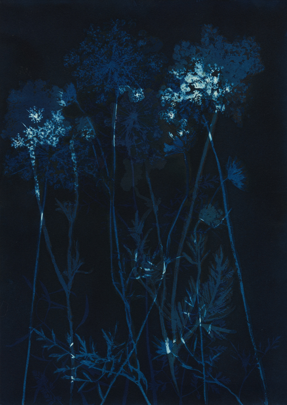 Queen Anne's Lace.  Cyanotype from the Series, In My Courtyard.  ag_0000_5281 Color Rights Managed Image Copyright © 2021 Ann Giordano All Rights Reserved 