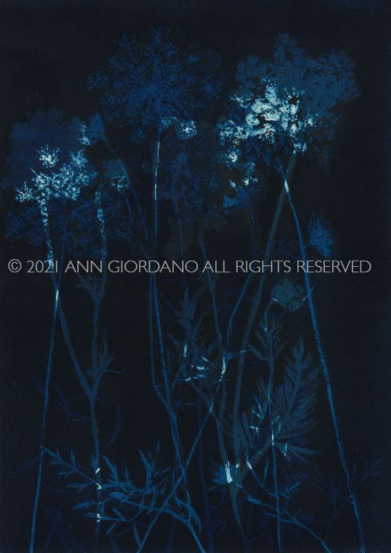 Queen Anne's Lace.  Cyanotype from the Series, In My Courtyard.  ag_0000_5281 Color Rights Managed Image Copyright © 2021 Ann Giordano All Rights Reserved 