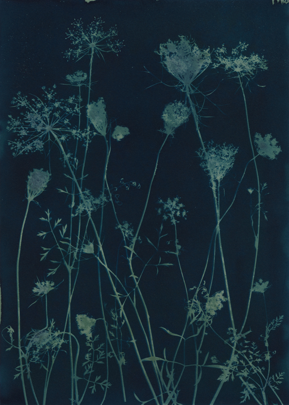 Queen Anne's Lace.  Cyanotype from the Series, In My Courtyard.  ag_0000_5282 Color Rights Managed Image Copyright © 2021 Ann Giordano All Rights Reserved 