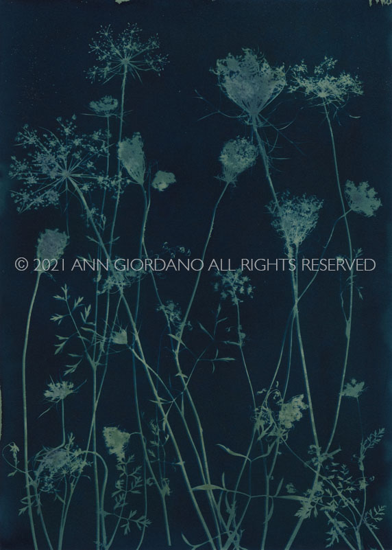 Queen Anne's Lace.  Cyanotype from the Series, In My Courtyard.  ag_0000_5282 Color Rights Managed Image Copyright © 2021 Ann Giordano All Rights Reserved 
