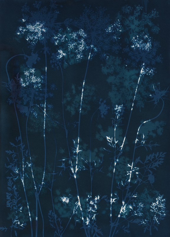 0000.5284Cyanotype14 x 10 inchesUnique Work© 2021 Ann Giordano All Rights Reserved