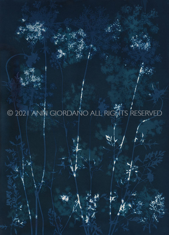 0000.5284Cyanotype14 x 10 inchesUnique Work© 2021 Ann Giordano All Rights Reserved