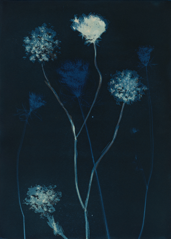 Queen Anne's Lace.  Cyanotype from the Series, In My Courtyard.  ag_0000_5285 Color Rights Managed Image Copyright © 2021 Ann Giordano All Rights Reserved 
