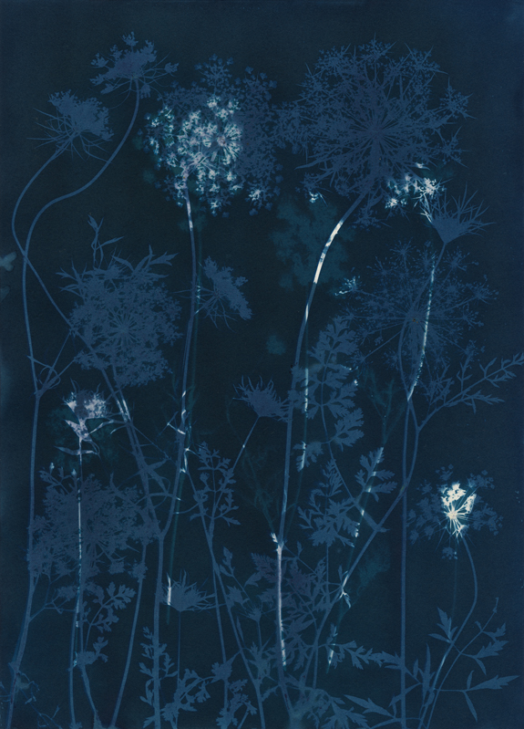 Queen Anne's Lace.  Cyanotype from the Series, In My Courtyard.  ag_0000_5286 Color Rights Managed Image Copyright © 2021 Ann Giordano All Rights Reserved 