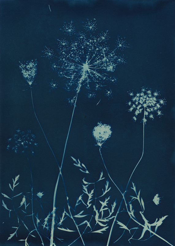 Queen Anne's Lace.  Cyanotype from the Series, In My Courtyard.  ag_0000_5287 Color Rights Managed Image Copyright © 2021 Ann Giordano All Rights Reserved 