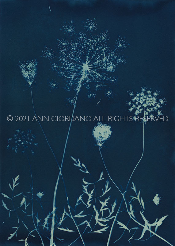 Queen Anne's Lace.  Cyanotype from the Series, In My Courtyard.  ag_0000_5287 Color Rights Managed Image Copyright © 2021 Ann Giordano All Rights Reserved 