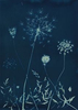 Queen Anne's Lace.  Cyanotype from the Series, In My Courtyard.  ag_0000_5287 Color Rights Managed Image Copyright © 2021 Ann Giordano All Rights Reserved 