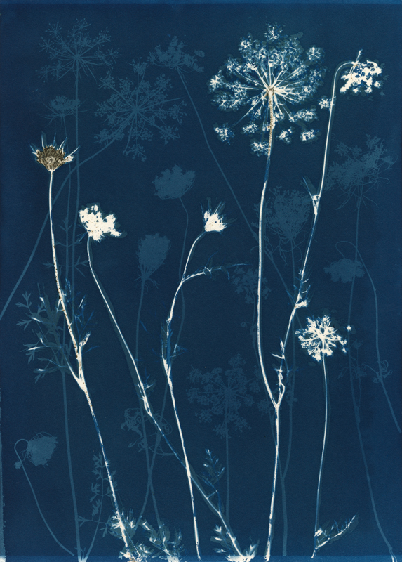 Queen Anne's Lace.  Cyanotype from the Series, In My Courtyard.  ag_0000_5288 Color Rights Managed Image Copyright © 2021 Ann Giordano All Rights Reserved 
