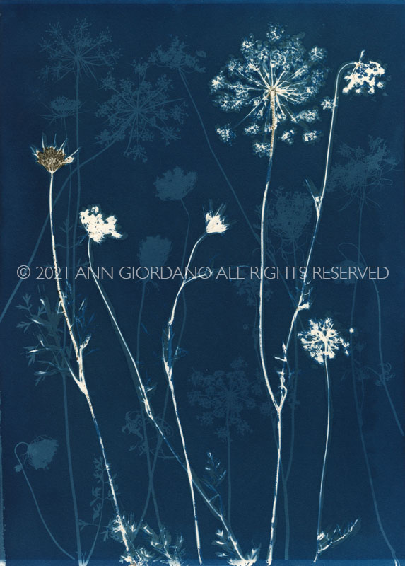 Queen Anne's Lace.  Cyanotype from the Series, In My Courtyard.  ag_0000_5288 Color Rights Managed Image Copyright © 2021 Ann Giordano All Rights Reserved 