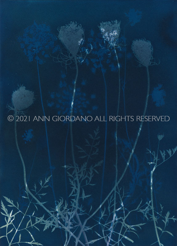 Queen Anne's Lace.  Cyanotype from the Series, In My Courtyard.  ag_0000_5289 Color Rights Managed Image Copyright © 2021 Ann Giordano All Rights Reserved 