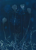 Queen Anne's Lace.  Cyanotype from the Series, In My Courtyard.  ag_0000_5289 Color Rights Managed Image Copyright © 2021 Ann Giordano All Rights Reserved 