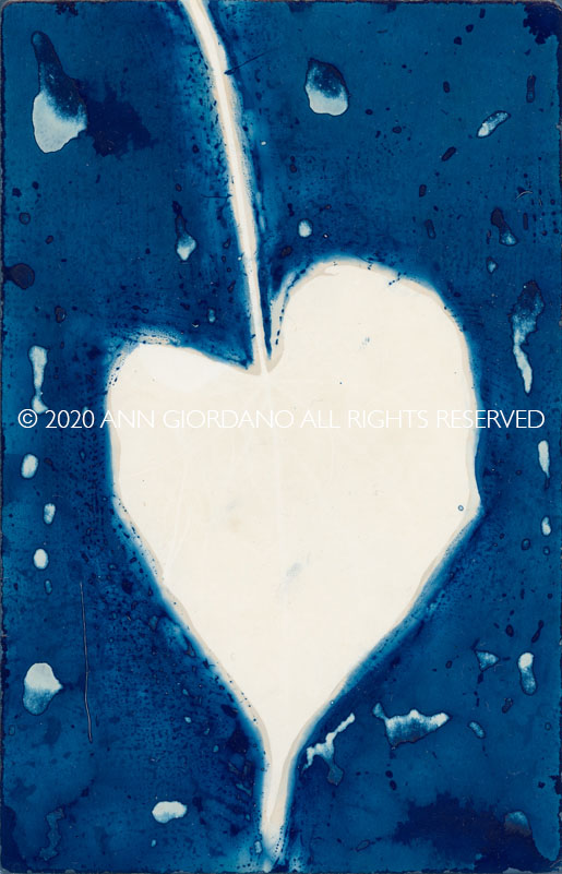 Heart Shaped Leaf.  Lumen Print with Cyanotype from the Series, In My Courtyard.  ag_0000_5230  Color Rights Managed Image Copyright © 2020 Ann Giordano All Rights Reserved 