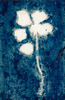 Rose.  Lumen Print with Cyanotype from the Series, In My Courtyard.  ag_0000_5245 Color Rights Managed Image Copyright © 2020 Ann Giordano All Rights Reserved 