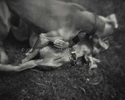 Bark No. 1 Intimacy, from the series, BARK. Two Weimaraner Dogs.  ag_0000_1001 BW Rights Managed Image Copyright © 2003 Ann Giordano All Rights Reserved