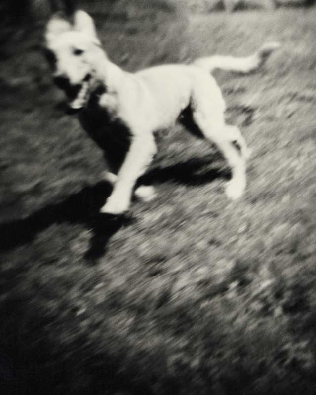 Bark No. 6 Pleasure, from the series, BARK.  White dog running.  ag_0000_1006 BW Rights Managed Image Copyright © 2001 Ann Giordano All Rights Reserved